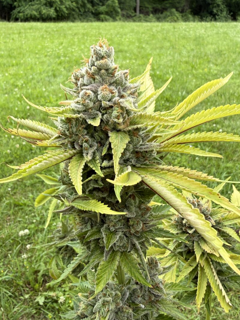 96 Albany Sour Diesel x Elephant Feminized