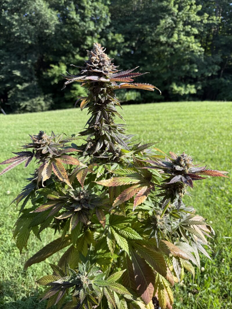 The Hog x (Skunk #1 x Northern Lights #1)