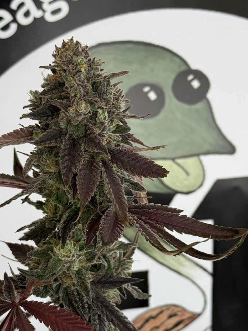 Northern lights #1 x Skunk #1 ( Skunk Terps)