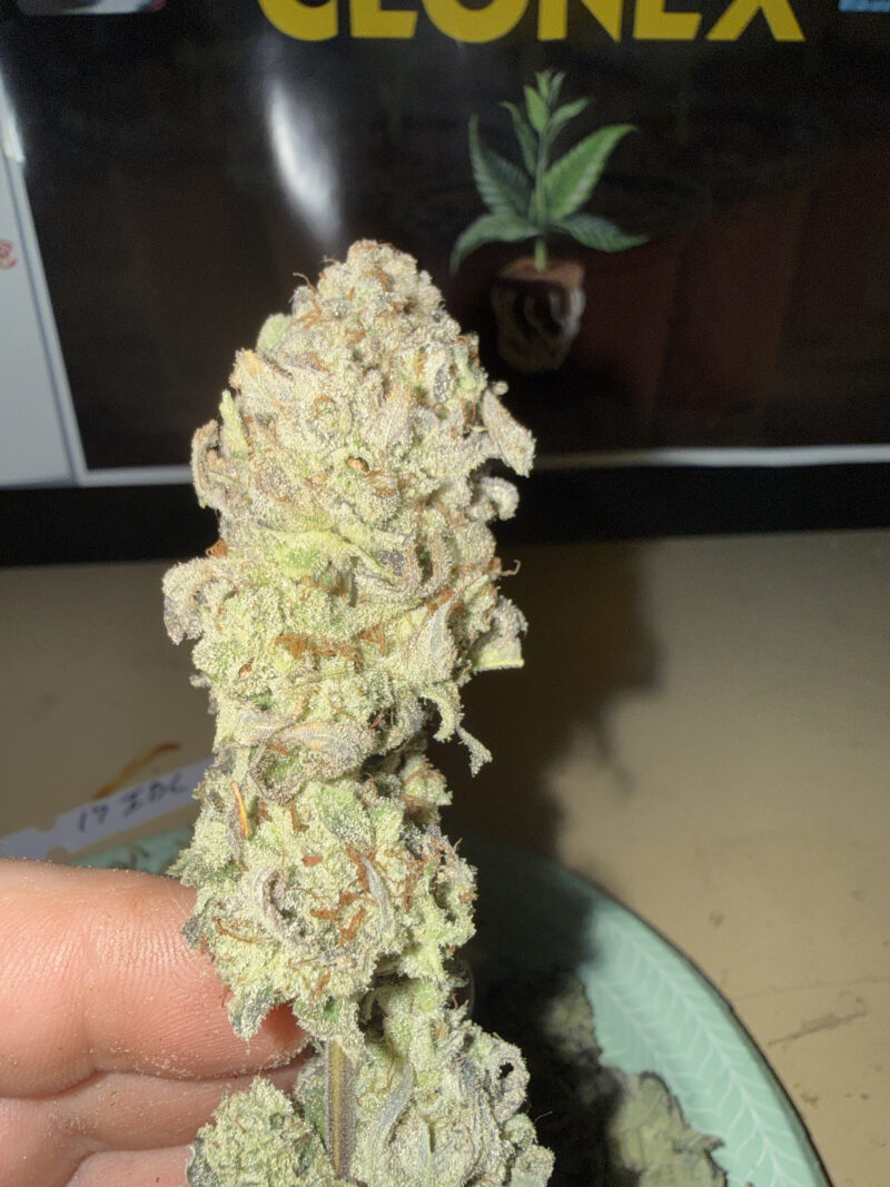 (Purple Urkel x False Teeth) x (KaBul's Ghost x Cat Piss)