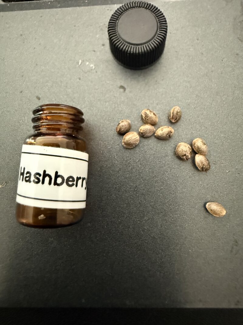 hash berry