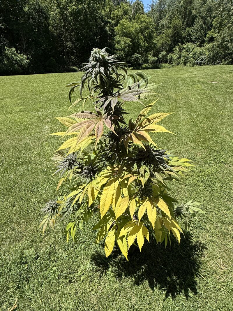 (The Hog x Northern Lights #1) x Hindu Kush