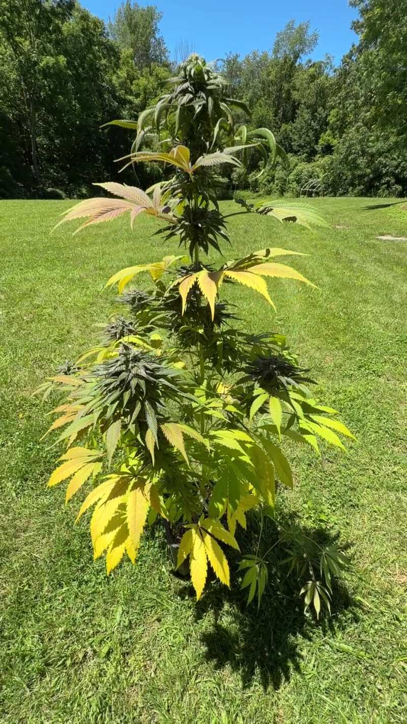 101 Sour Diesel x Hindu Kush Feminized